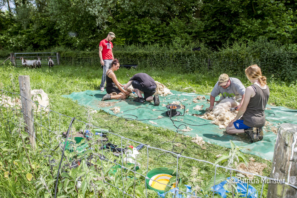 Schapen scheren op Westerparkdag