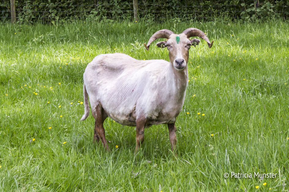 Een 'kale' schaap...
