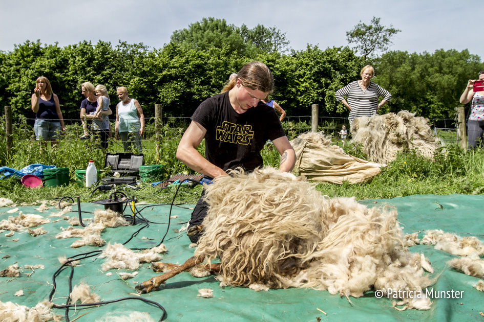 Schapen scheren