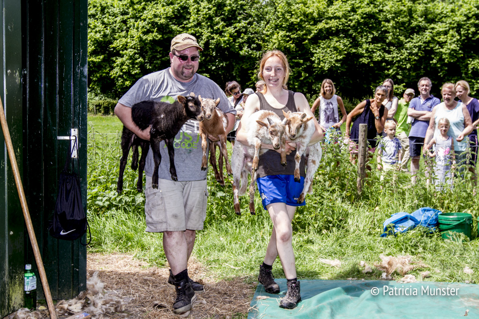 De lammetjes worden nog niet geschoren!