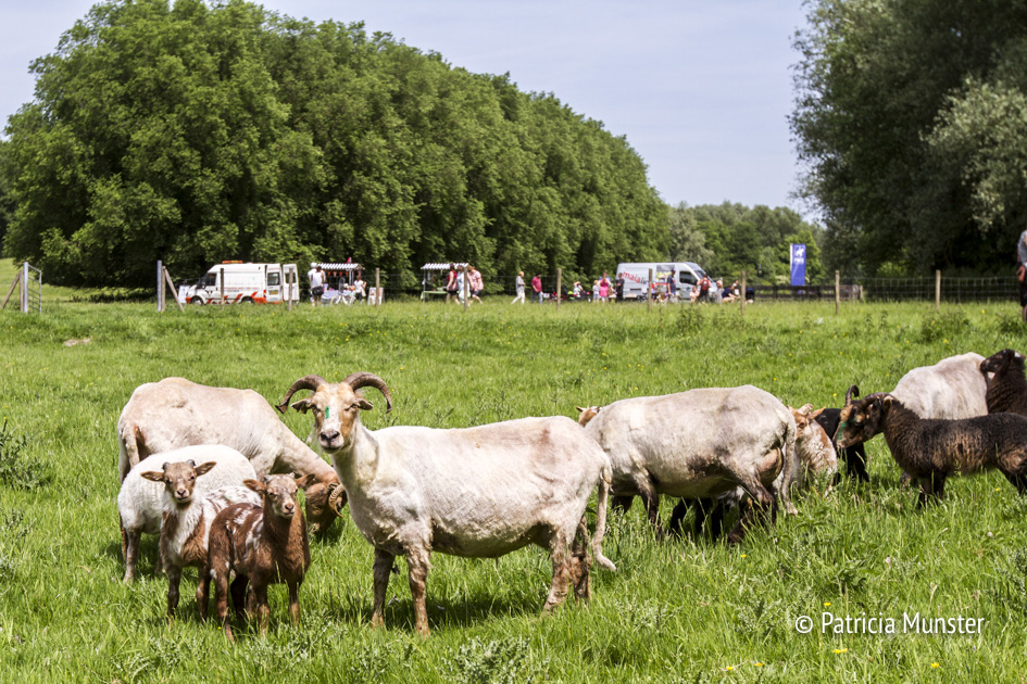 Schapen in Westerpark