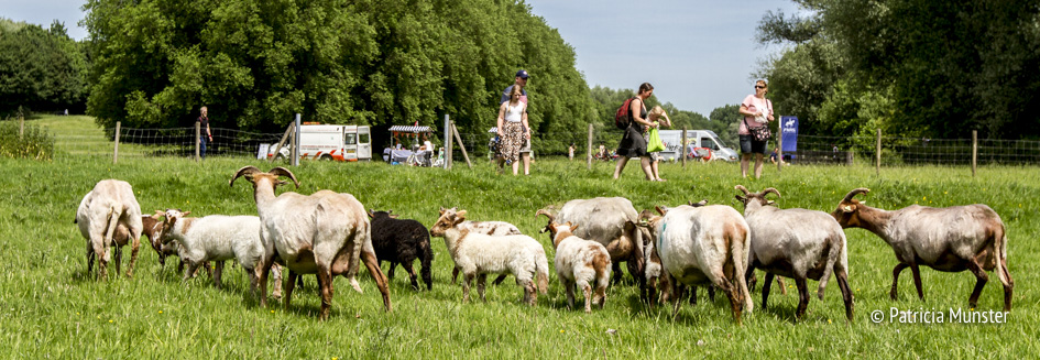 Schapen in Westerpark