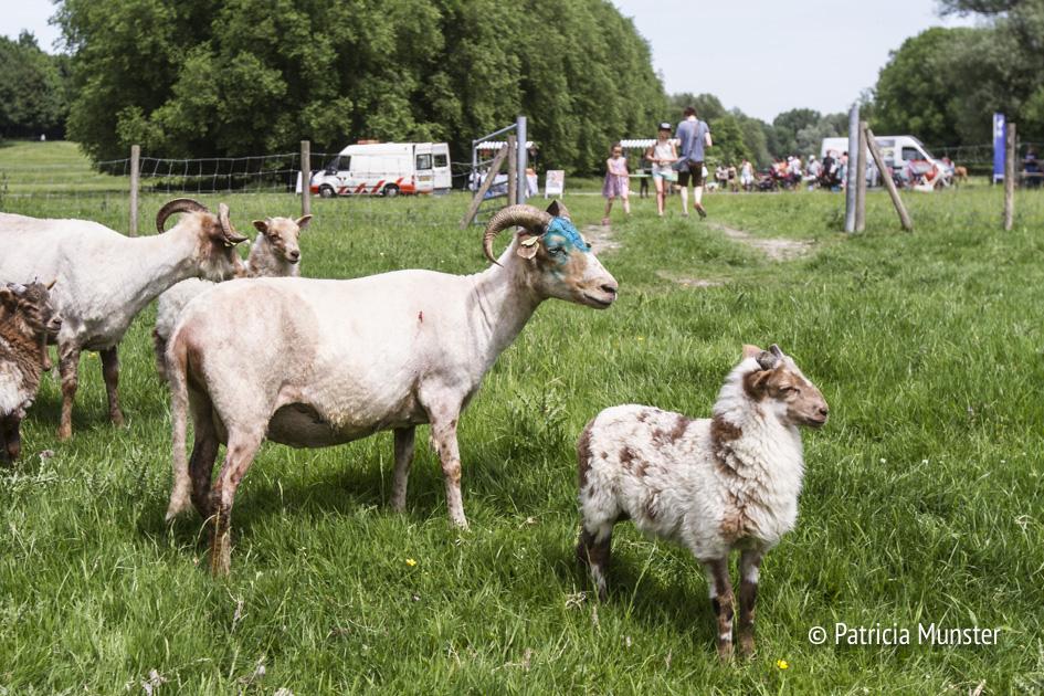 Schapen in Westerpark